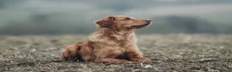 Golden Retriever dogs for sale: ✨Due✨ Health tested, KC working golden retrievers - Advert 6