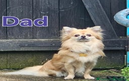 Chihuahua dogs for sale: KennelClub.Reg Chihuahua Our Last Sweet Little Boy - Image 7