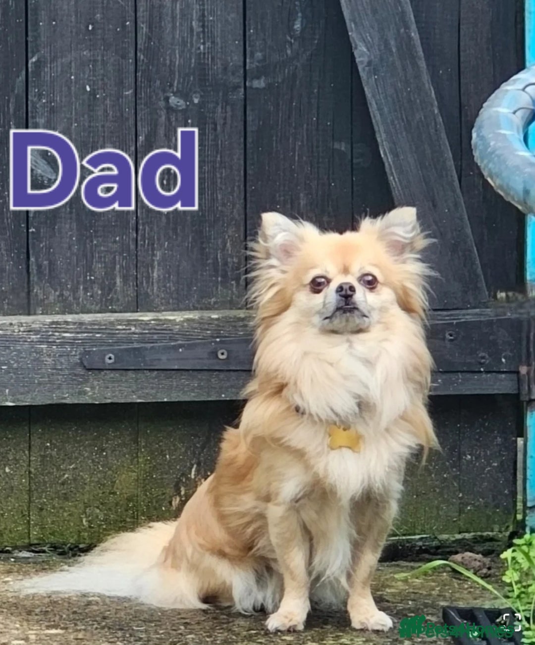 Chihuahua dogs for sale: KennelClub.Reg Chihuahua Our Last Sweet Little Boy - Image 7