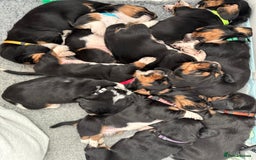 Basset Hound dogs for sale: Beautiful Basset Hound Puppies - Advert 8