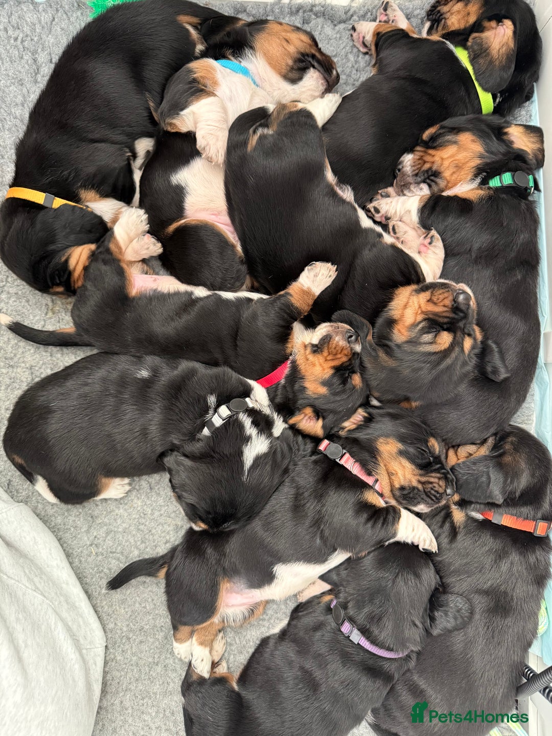 Basset Hound dogs for sale: Beautiful Basset Hound Puppies - Advert 8