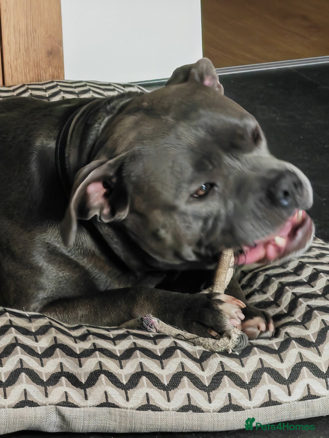 Staffordshire Bull Terrier dogs for sale: Blue chunky Staffordshire pups - Advert 4