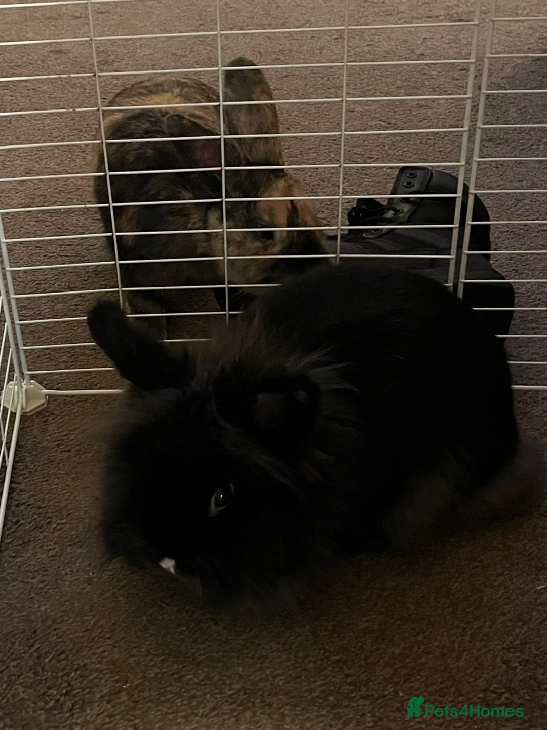 Mixed Breed rabbits for sale: Rabbits  - Advert 4
