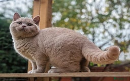 British Shorthair cats for sale: Gccf registered, Ready now - Image 3