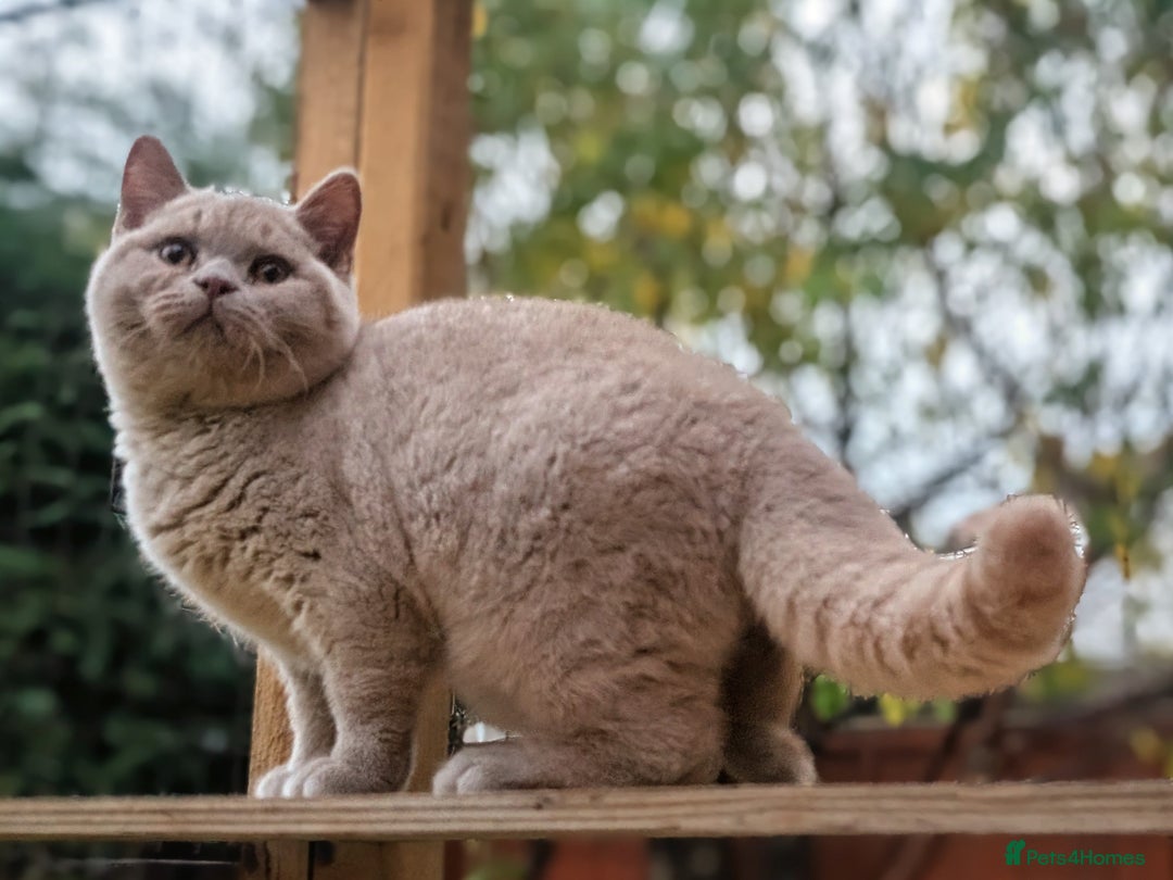 British Shorthair cats for sale: Gccf registered, Ready now - Image 3