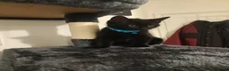 Mixed Breed cats for sale: Black Male Kitten - Advert 3