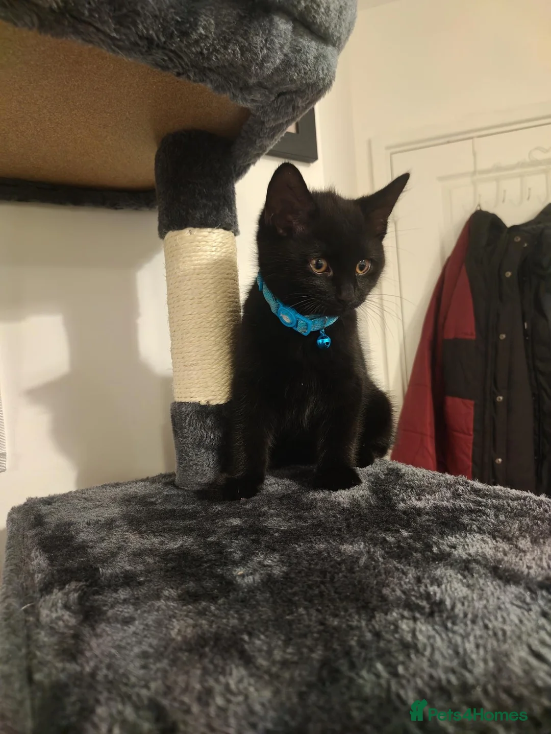 Mixed Breed cats for sale: Black Male Kitten - Advert 3