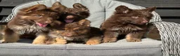 German Shepherd dogs for sale: CHOCOLATE AND TAN LONG COATED GERMAN SHEPARDS  in West Malling - Advert 22