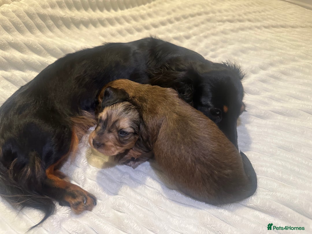 Dachshund dogs for sale:  KC Registered mini long hair Dachshund Puppies  - Image 7