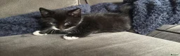 Domestic Shorthair cats for sale: Shorthair kittens  in Sudbury - Advert 2
