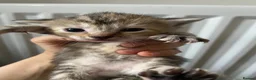 Mixed Breed cats for sale: Kitten for sale ready to go  - Advert 11