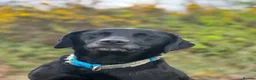Mixed Breed dogs for sale: All Puppies now reserved   - Advert 8