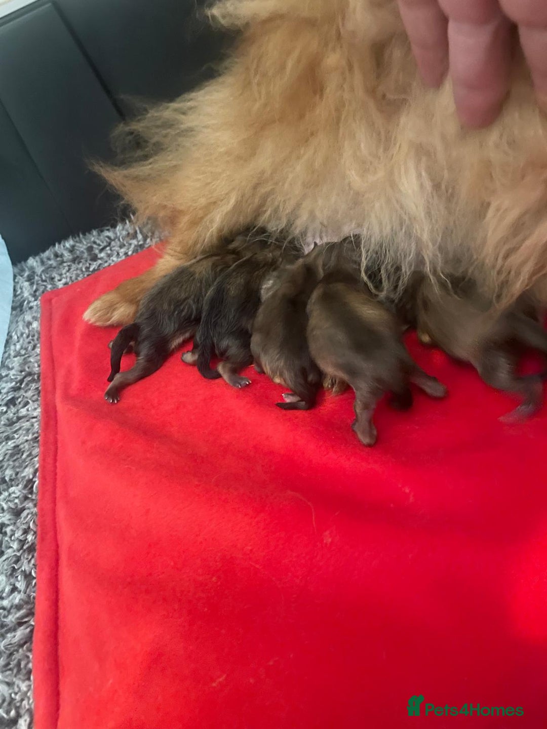 Pomeranian dogs for sale: Beautiful KC teeny quality Pomeranian puppies. - Image 9