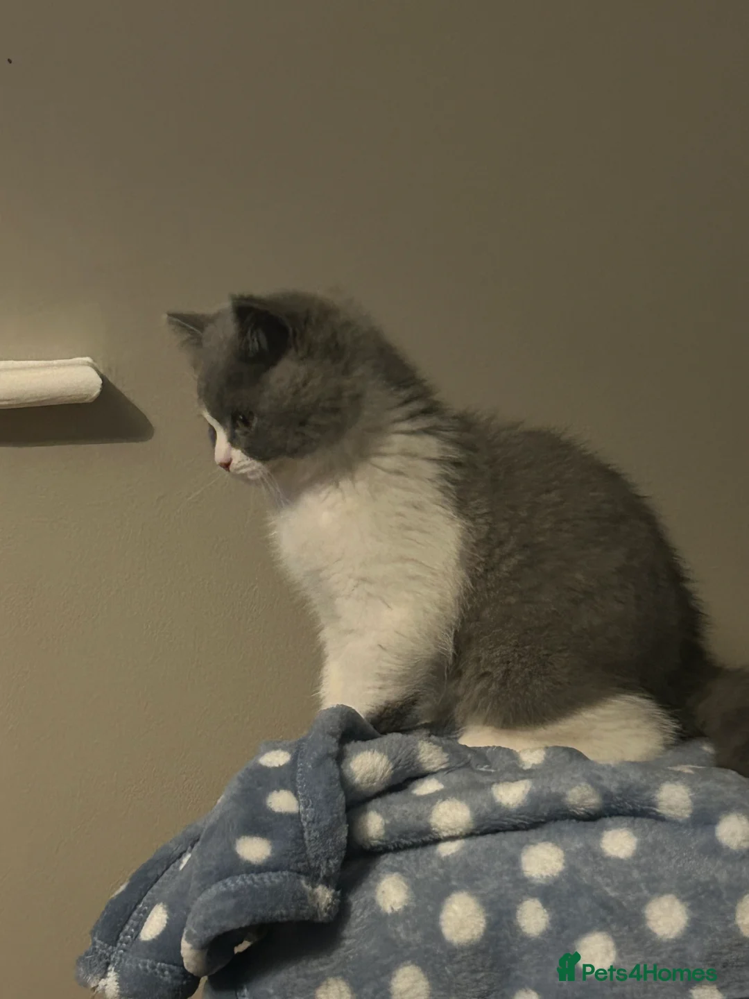 British Shorthair cats for sale: British Shorthair Bi-colour boy - GCCF registered  - Advert 2