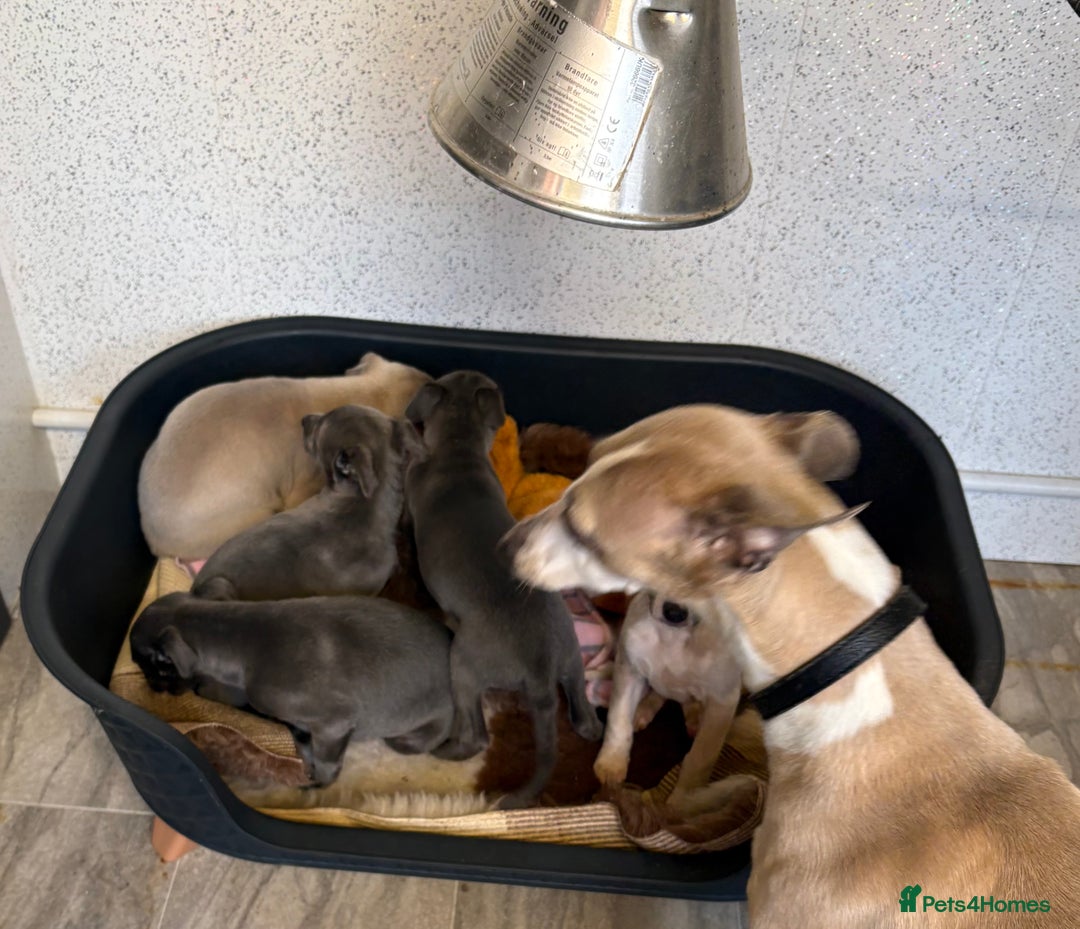 Whippet dogs for sale: 5 beautiful kc registered whippit puppies  - Advert 8