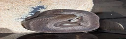 Python Snake reptiles for sale: Royal pythons  - Advert 25