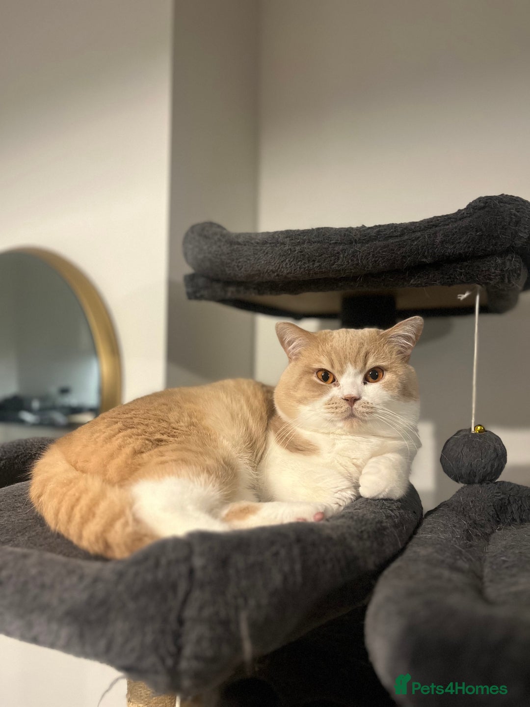 British Shorthair cats for stud: BSH Male for stud  - Advert 1