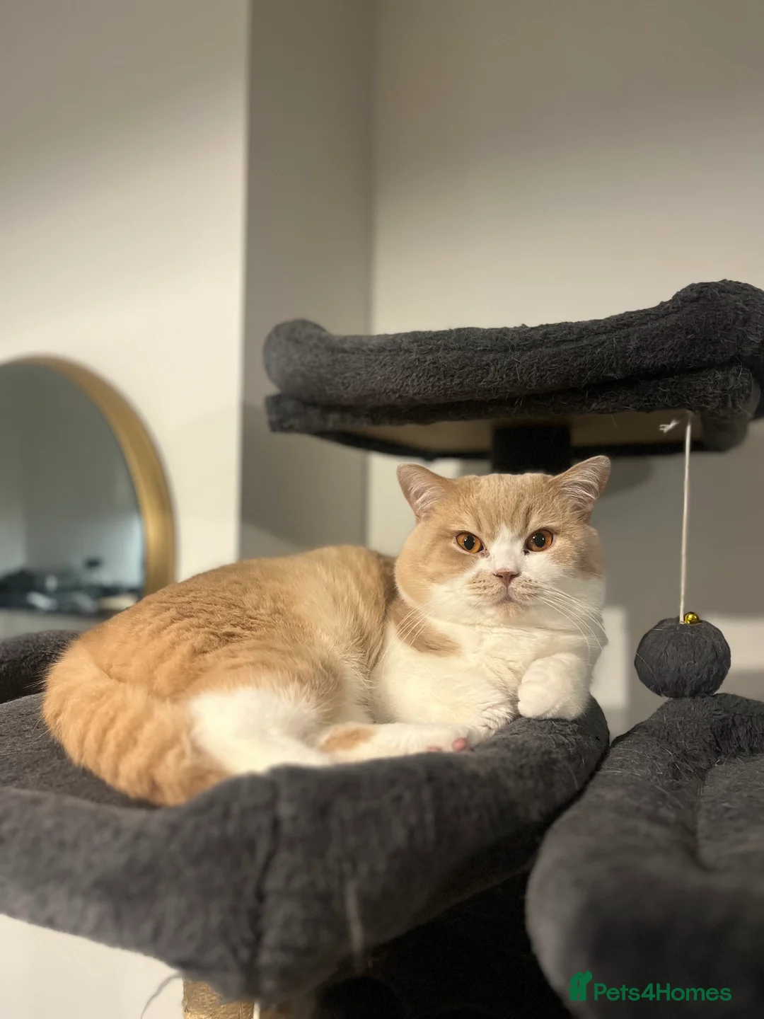 British Shorthair cats for stud: BSH Male for stud 💙😻 - Advert 1