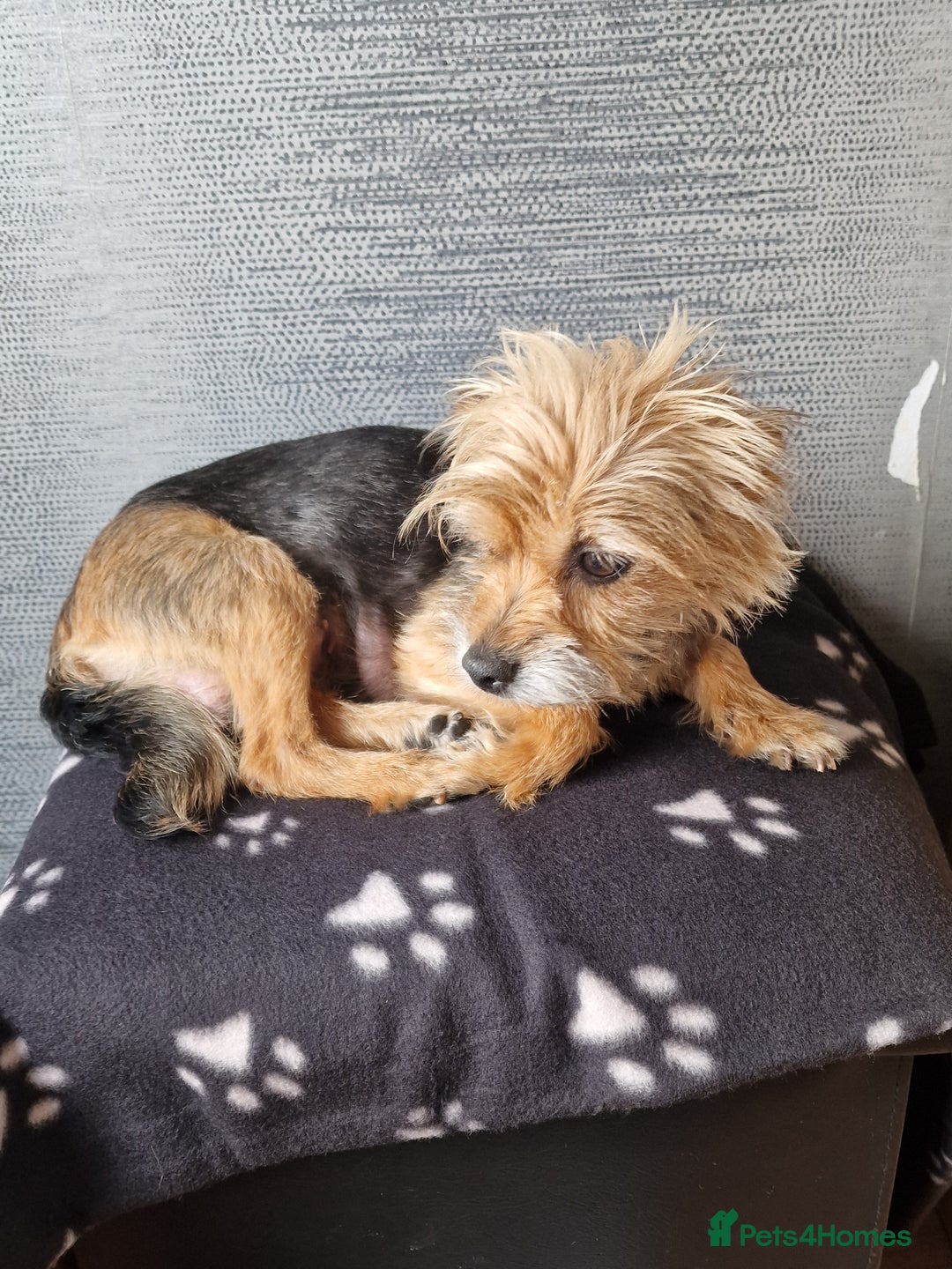 Yorkshire Terrier dogs for sale: Yorkshire terrier puppy's  - Image 10