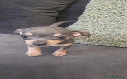 Chihuahua dogs for sale: Two males Chihuaha pups - Image 12