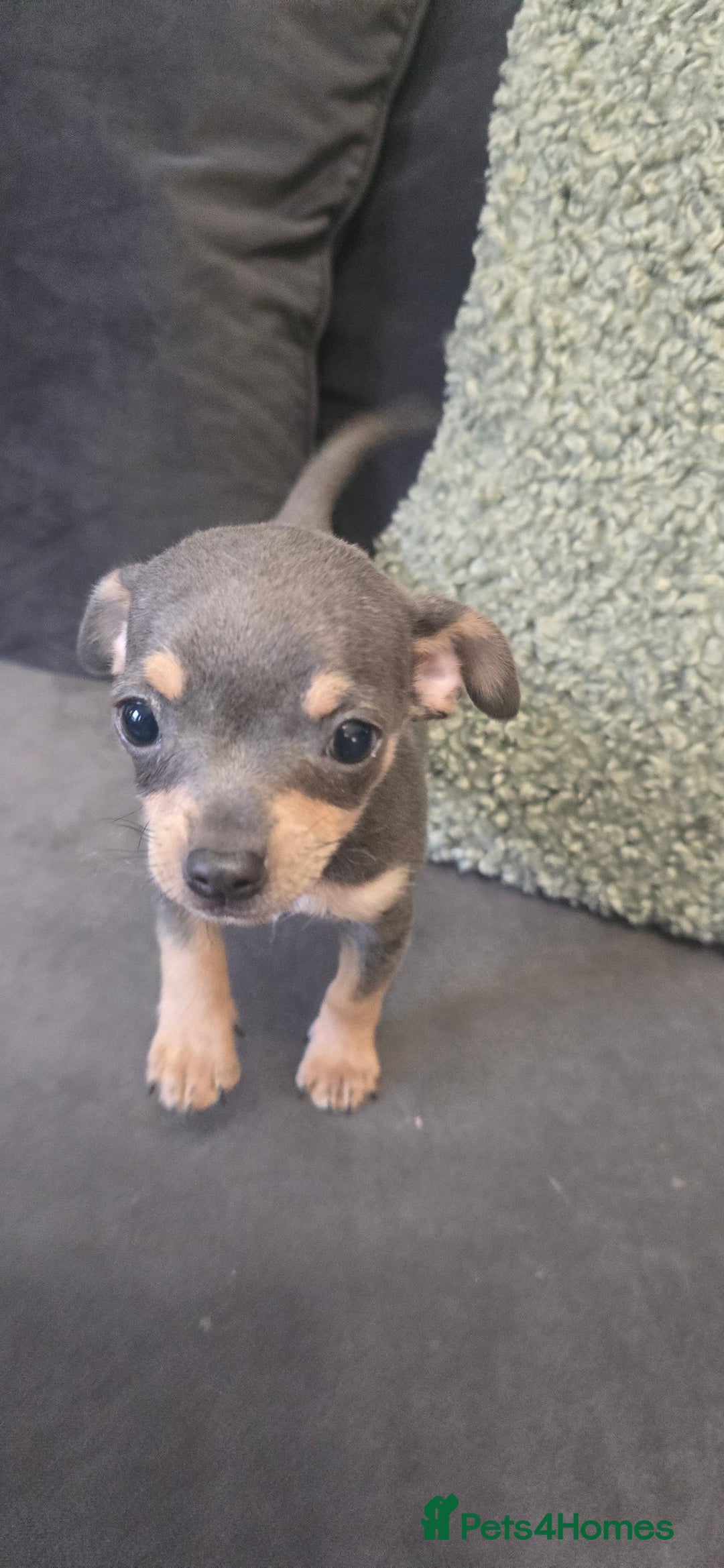 Chihuahua dogs for sale: Two males Chihuaha pups - Image 12