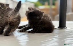 Persian cats for sale: 3 Stunning Female Kittens for Sale  - Image 5