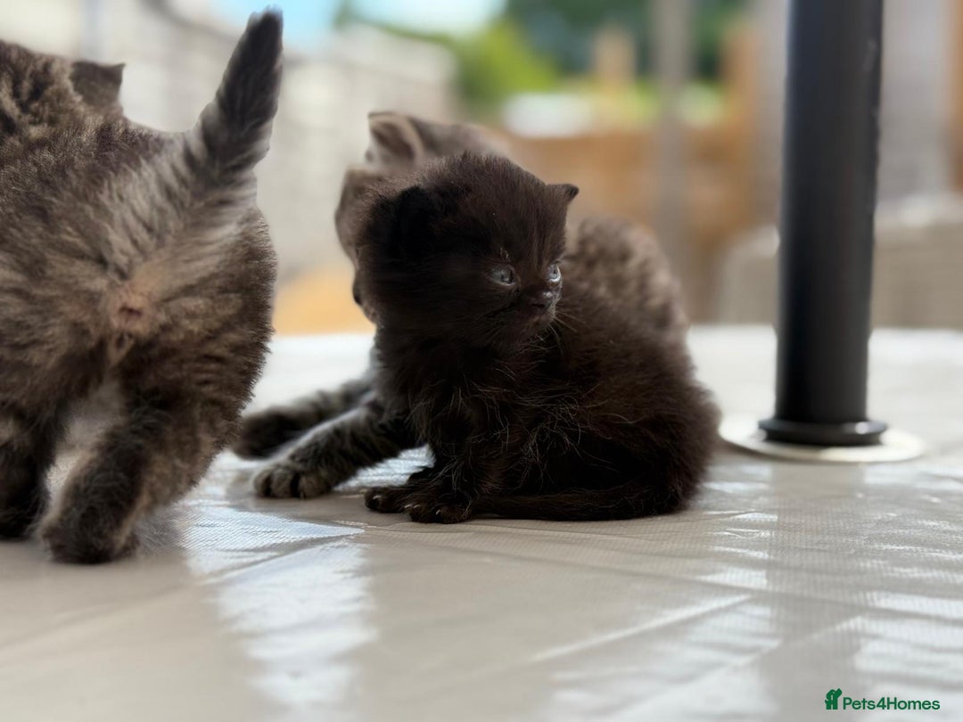 Persian cats for sale: 3 Stunning Female Kittens for Sale  - Image 5