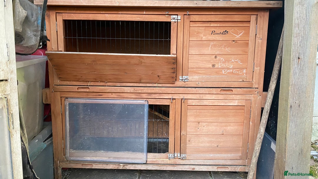 Mini Lop rabbits for sale: Bunny for sale - Advert 8