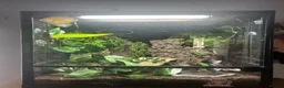 Gecko reptiles for sale: Crested gecko + full set up - Advert 4