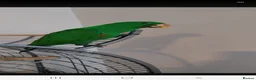 Parrots birds for sale: Male Eclectus parrot - Advert 4