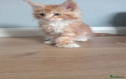 Maine Coon cats for sale: 4 boys for sale - Image 5