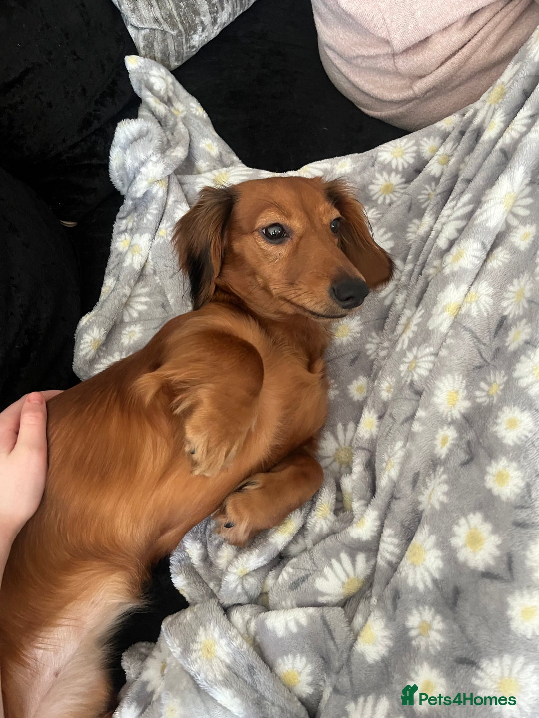 Dachshund dogs for sale: Devastating rehoming!  - Image 3