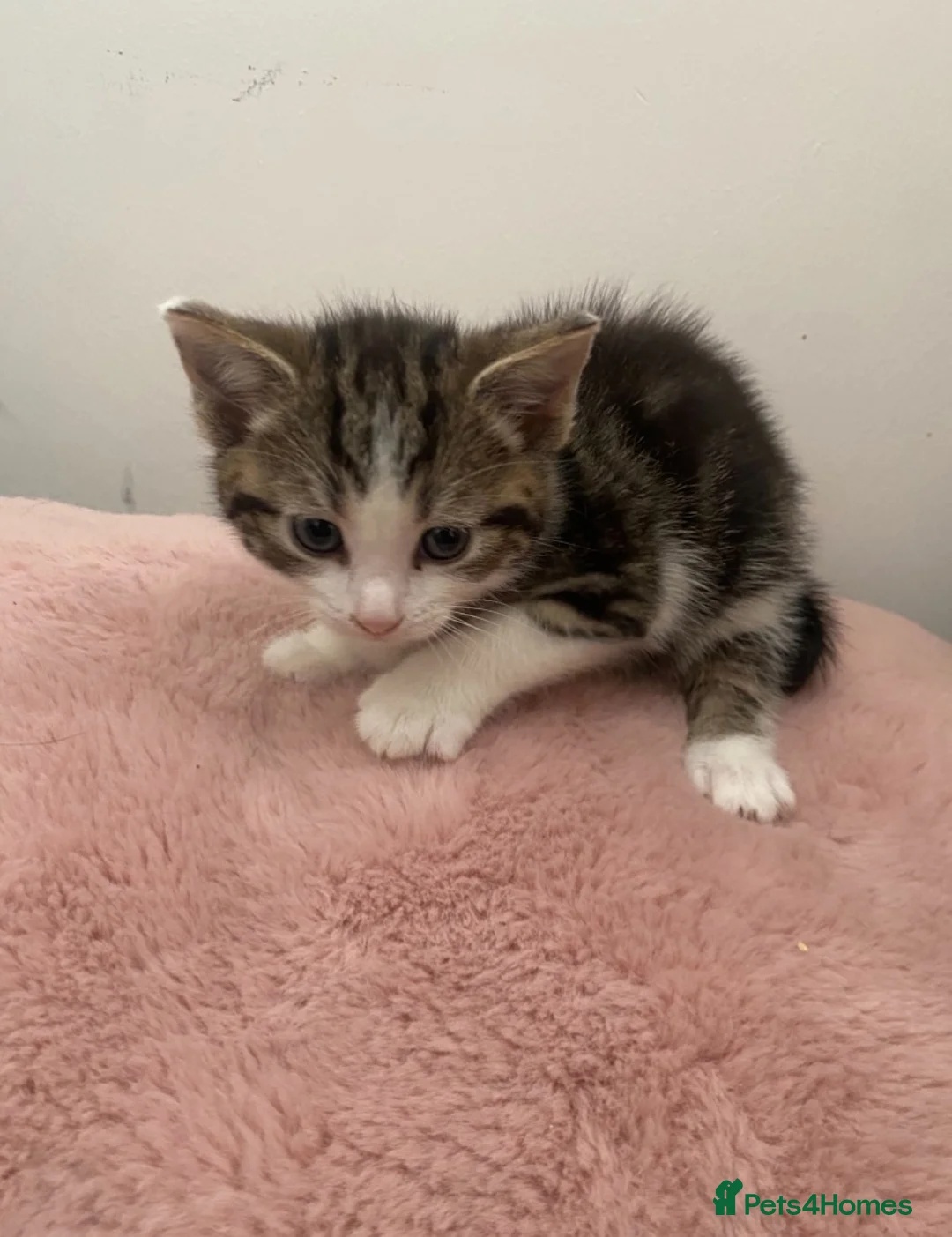 Domestic Shorthair cats for sale: Kittens for sale in Stratford-upon-Avon - Advert 6