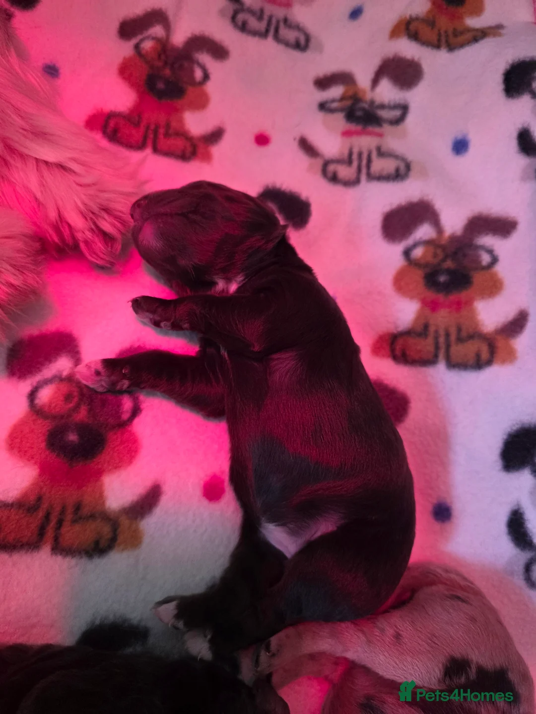 Cockapoo dogs for sale: 🍫 Meet Our Chocolate-Inspired Cockapoo Cuties 🍫 in Stoke-on-Trent - Advert 10