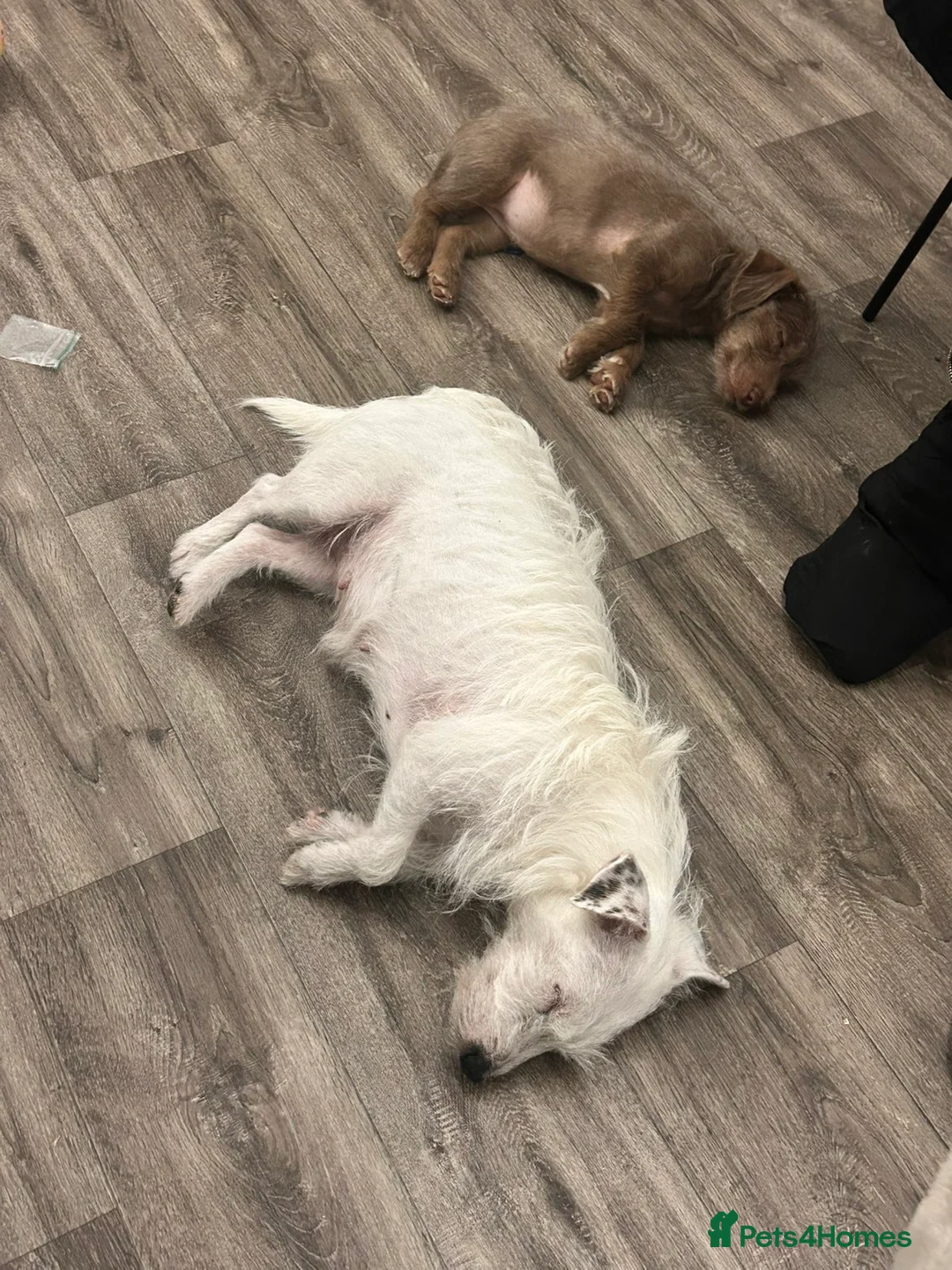 Patterjack dogs for sale: female patterjack ready now - Advert 3