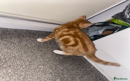 Mixed Breed cats for sale: Cute male ginger kitten - Image 3