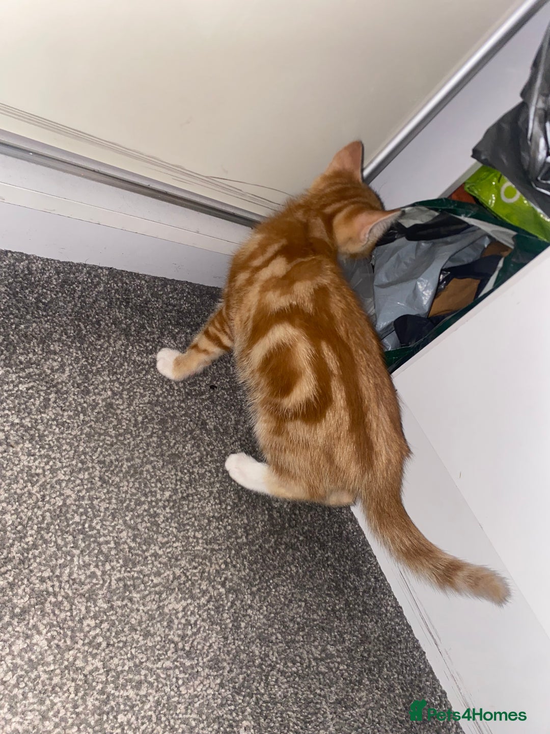 Mixed Breed cats for sale: Cute male ginger kitten - Image 3