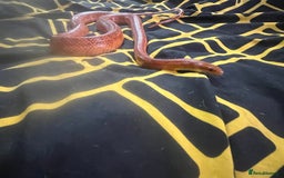 Python Snake reptiles for sale: Snakes w/ full setup - Image 3