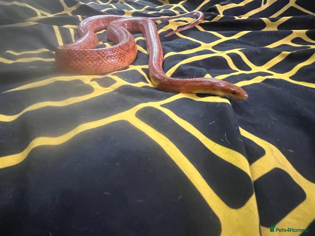 Python Snake reptiles for sale: Snakes w/ full setup - Image 3