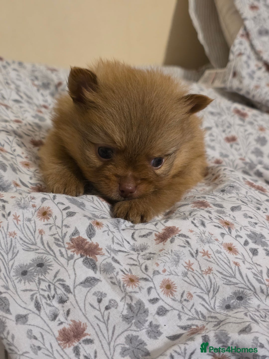 Pomeranian dogs for sale: Hello - Advert 26