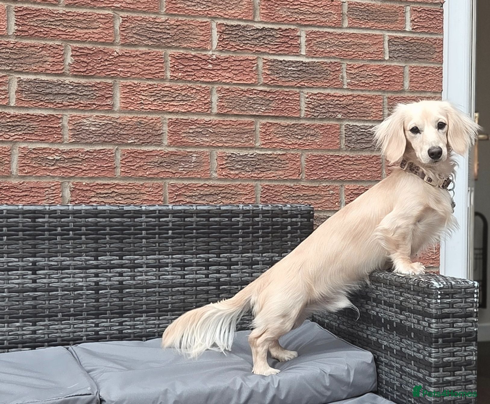 Miniature Dachshund dogs Iiee Cream long haired stud mini dachshund - Advert 2