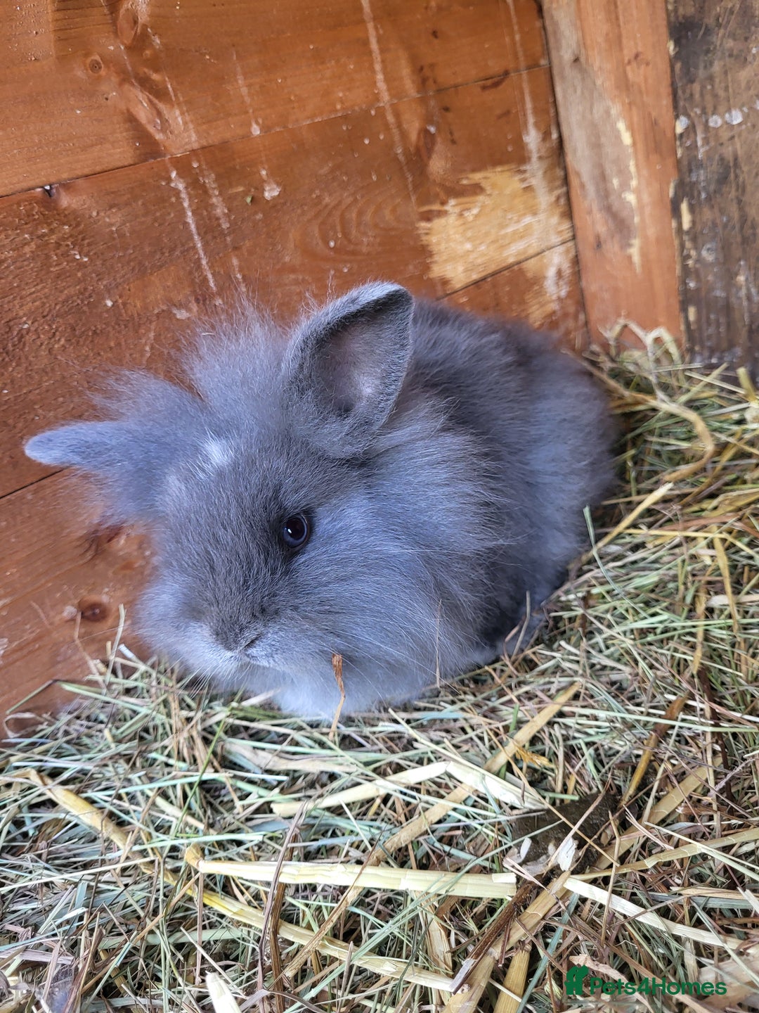 Mini Lion Lop rabbits for sale: One beautiful little buck ready go  - Image 3