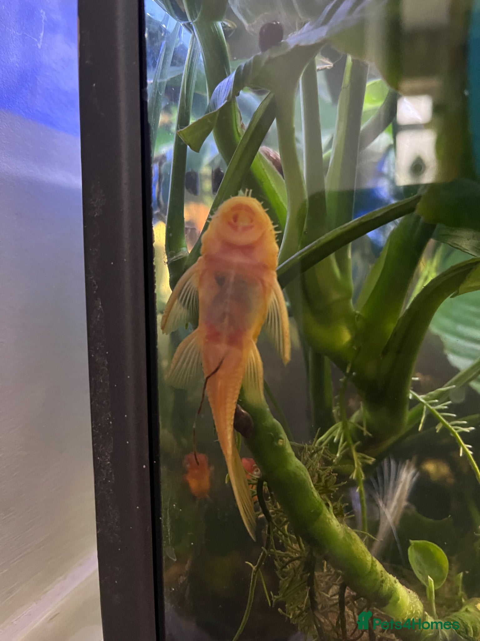 Plecos fish Young bristlenose plecos  - Advert 5