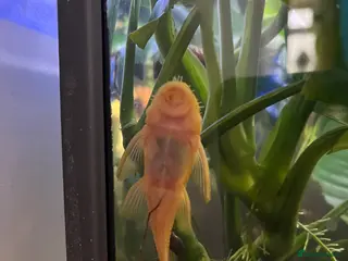 Plecos fish Young bristlenose plecos - Advert 5