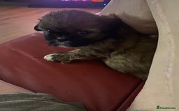 Shih Tzu dogs for sale: Female shih tzu puppy - Image 4