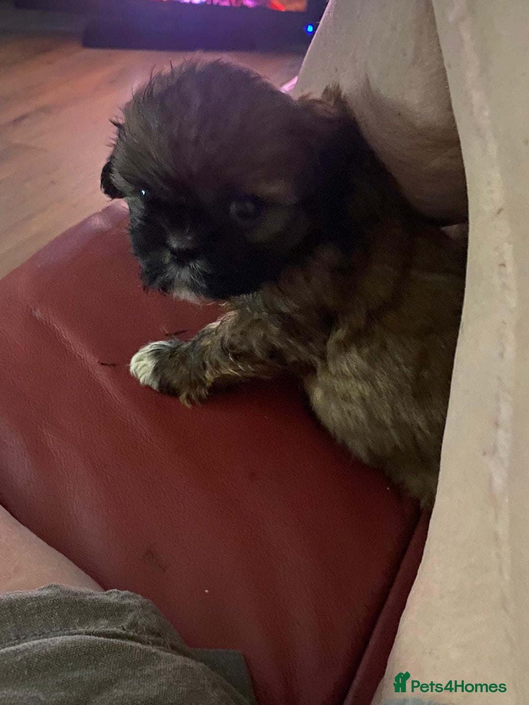 Shih Tzu dogs for sale: Female shih tzu puppy - Image 4