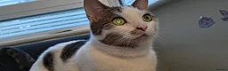 Domestic Shorthair cats for sale: Urgent-Romeo is looking for a forever home - Advert 3