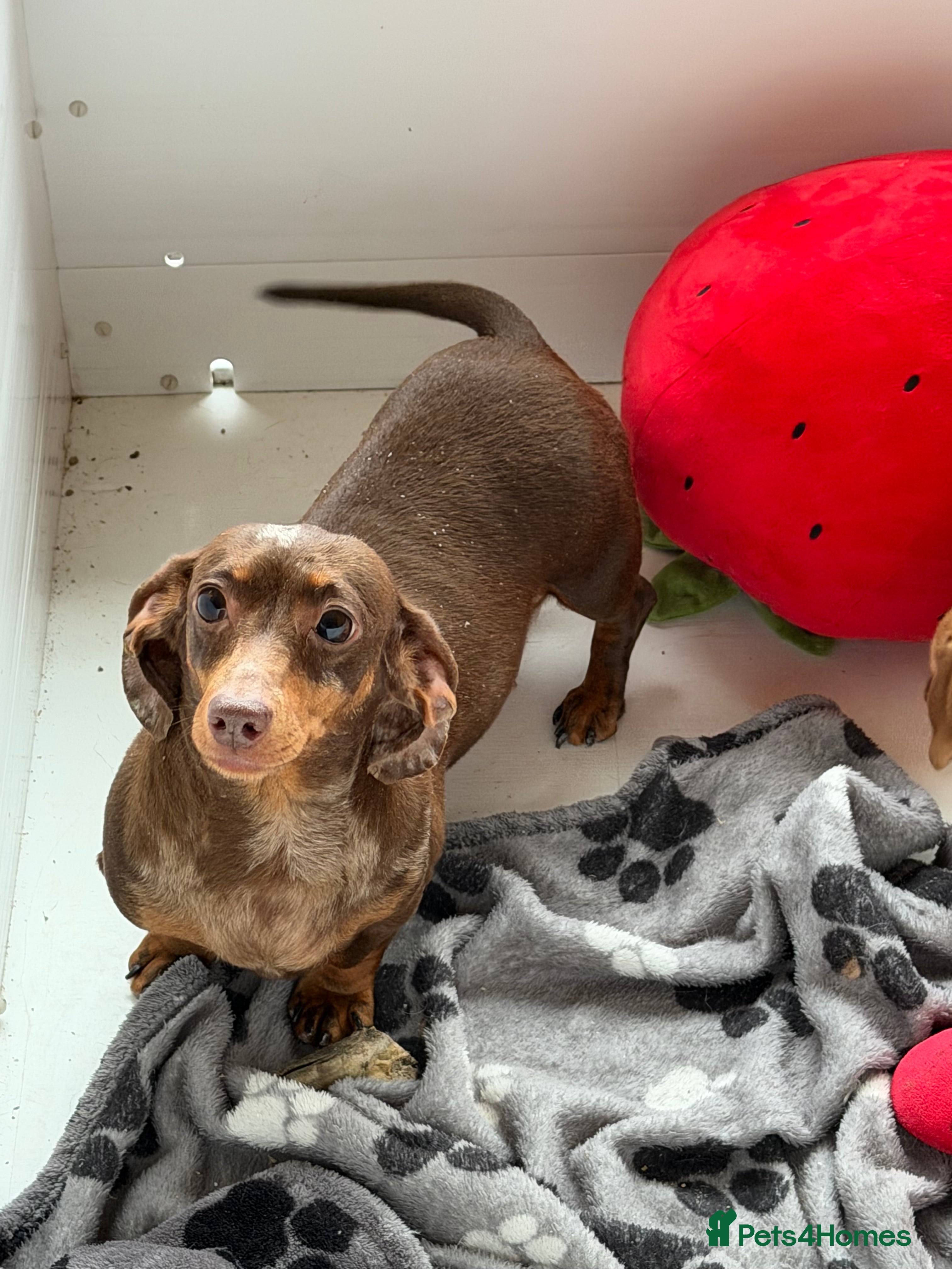 Miniature Dachshund dogs Beautiful Minature smooth haired dachshund puppies - Advert 1