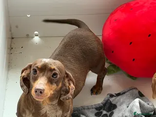 Miniature Dachshund dogs Beautiful Minature smooth haired dachshund puppies - Advert 1