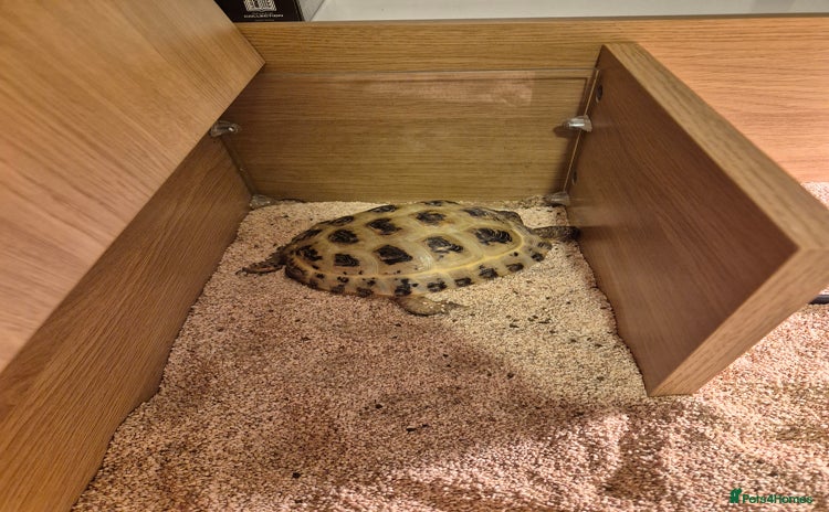Tortoise reptiles - Advert 16